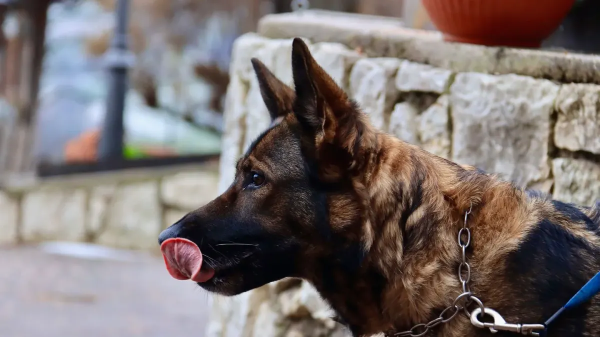 A German Shepherd standing outdoors while an owner brushes its thick double coat with an undercoat rake