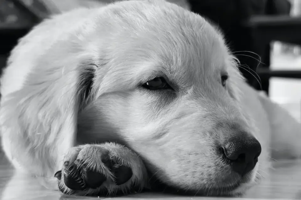 A golden retriever puppy eating blueberries from a bowl on the kitchen floor