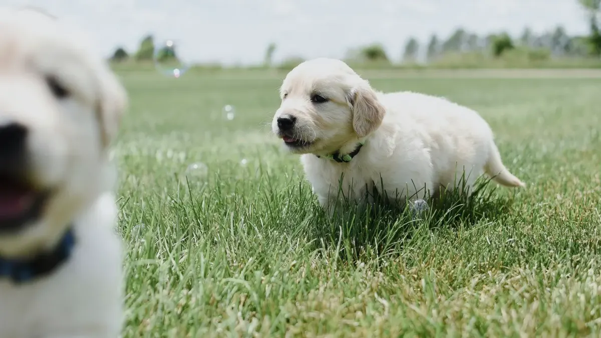 A golden retriever puppy standing at a stainless steel food bowl in a home kitchen