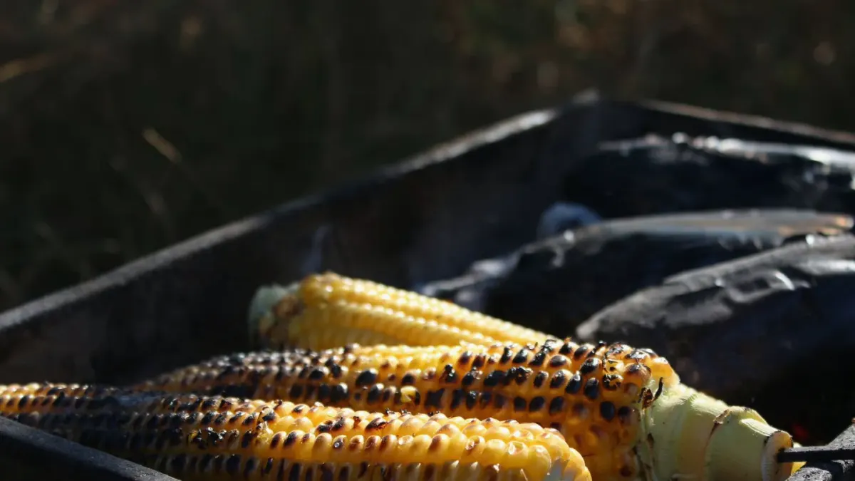 A golden retriever standing near an ear of corn left on an outdoor picnic table