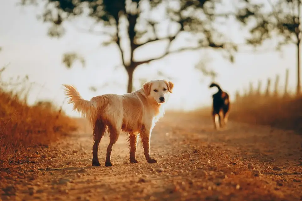 A Golden Retriever standing still while being brushed outdoors