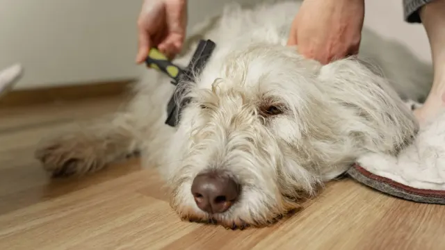 A Goldendoodle with a curly coat being brushed during grooming