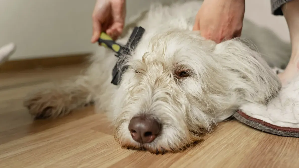 A Goldendoodle with a curly coat being brushed during grooming