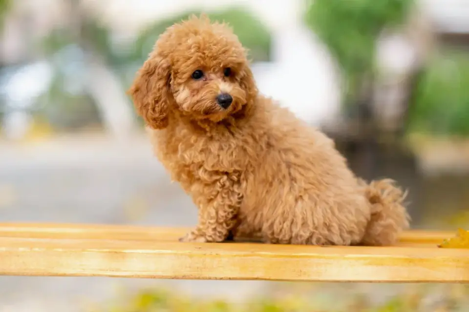 A gray Miniature Poodle eating from a ceramic bowl in a kitchen