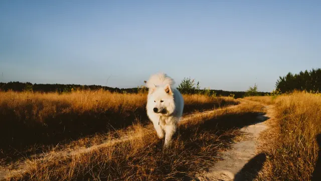 A gray-muzzled dog walking steadily on a gravel path in early morning light