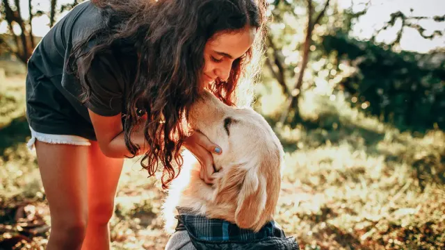 A gray-muzzled golden retriever gently taking a blueberry from an owner's open palm