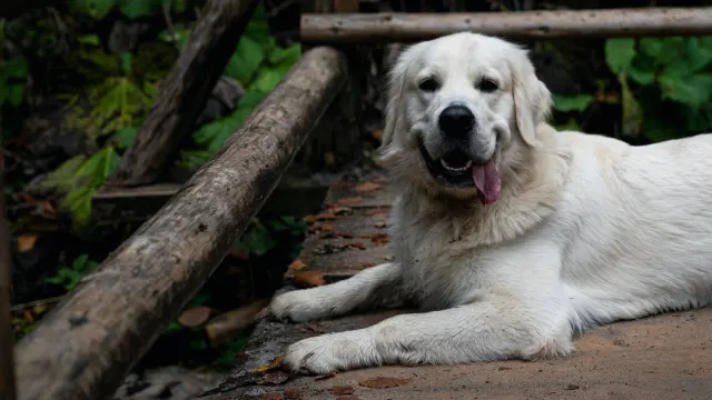 A gray-muzzled golden retriever lying calmly on a porch