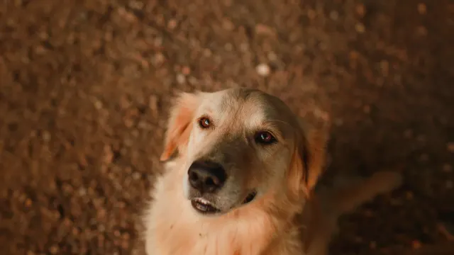 A gray-muzzled golden retriever lying calmly on a porch step