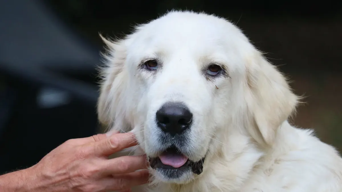 A gray-muzzled golden retriever taking a soft chew from its owner's hand