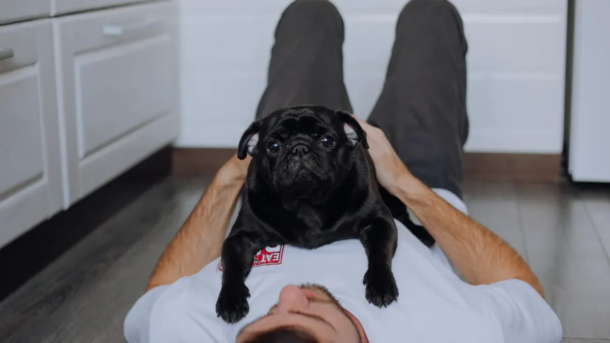 A gray-muzzled senior dog lying calmly on a kitchen floor