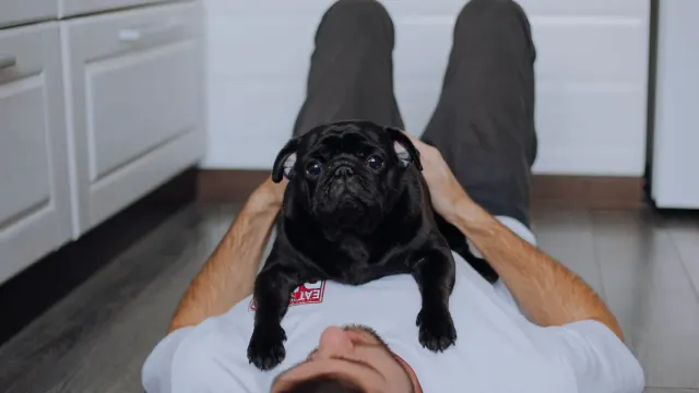 A gray-muzzled senior dog lying calmly on a kitchen floor
