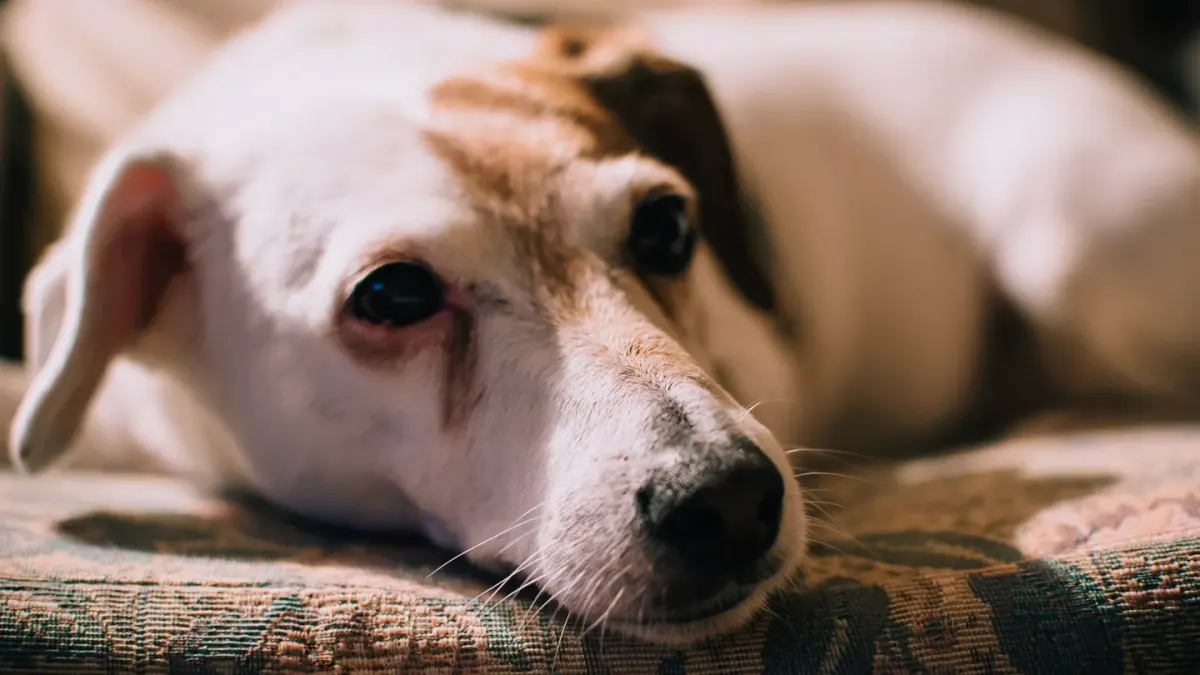 A gray-muzzled senior dog lying calmly on a living room rug near a pet sitter