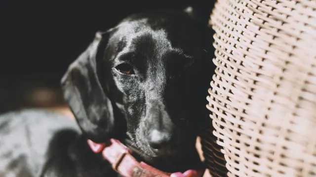 A gray-muzzled senior dog lying comfortably on a rug near a sunlit window