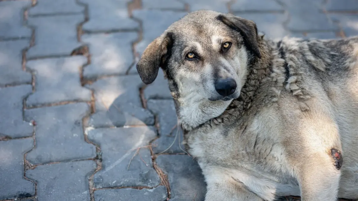 A gray-muzzled senior dog resting calmly on a porch step