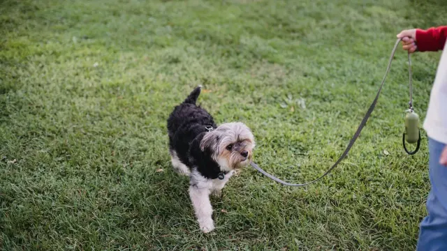 A gray-muzzled senior dog walking on a leash along a paved park path