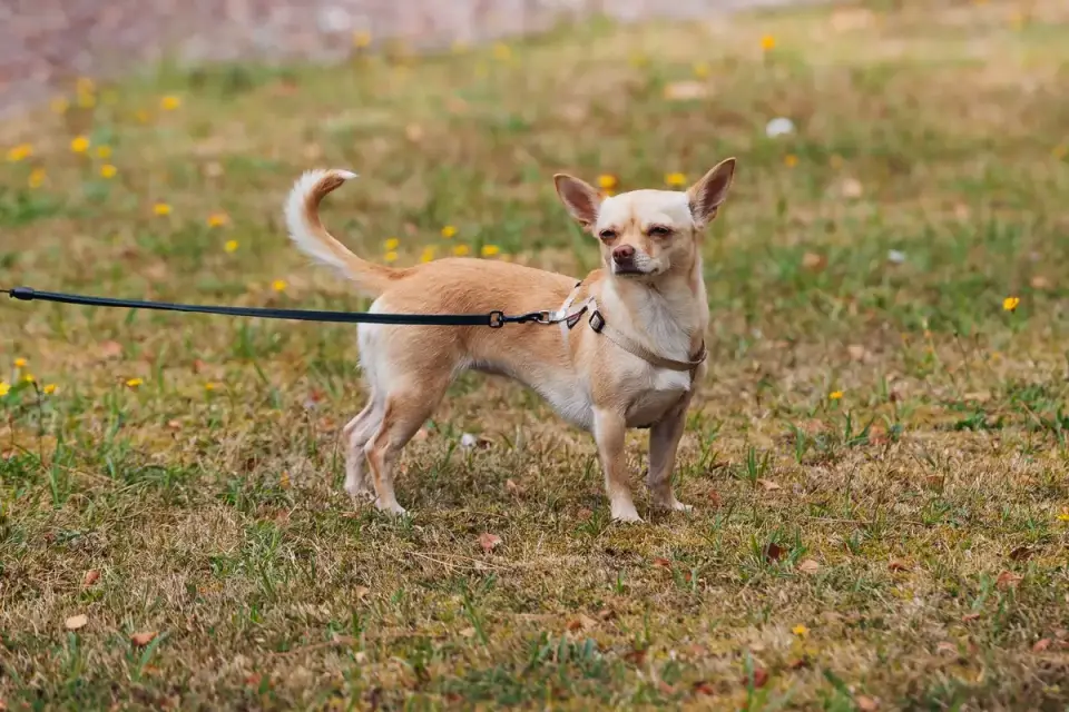A gray-muzzled senior dog walking on a leash along a paved park path