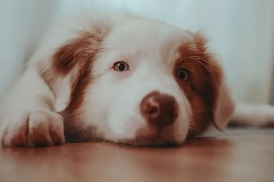 A graying senior Border Collie resting comfortably on a bed indoors