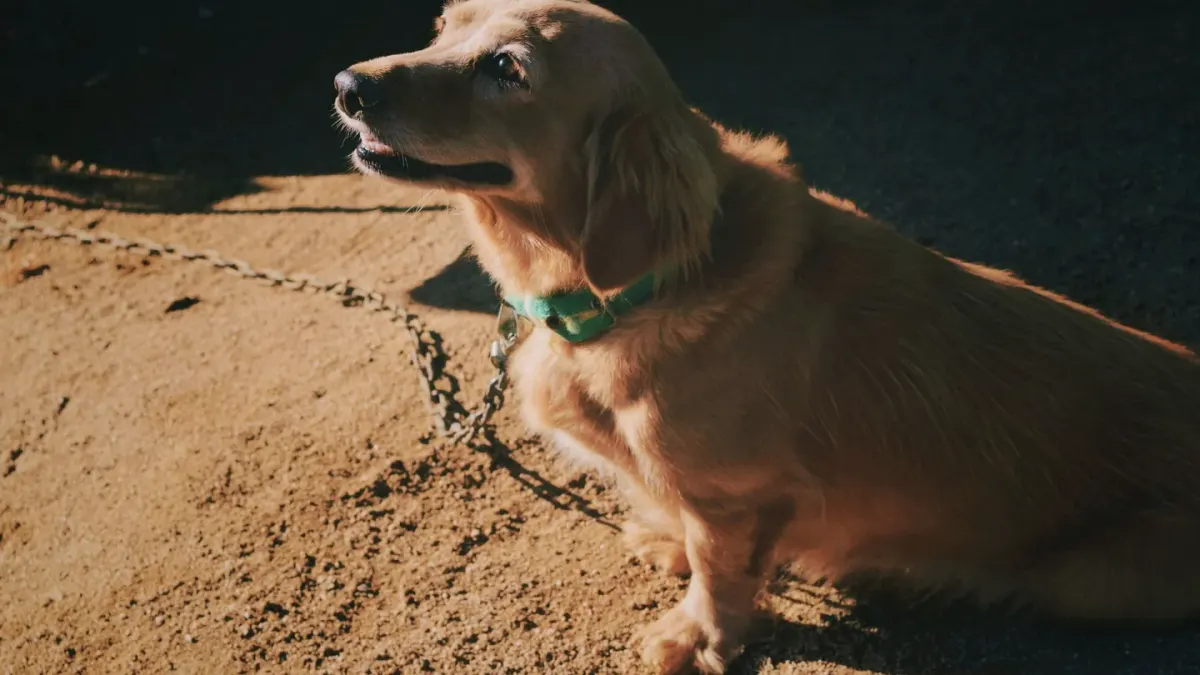 A graying senior dog lying comfortably on a porch in soft afternoon light