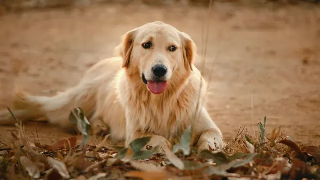 A graying senior golden retriever lying calmly on a porch in afternoon light