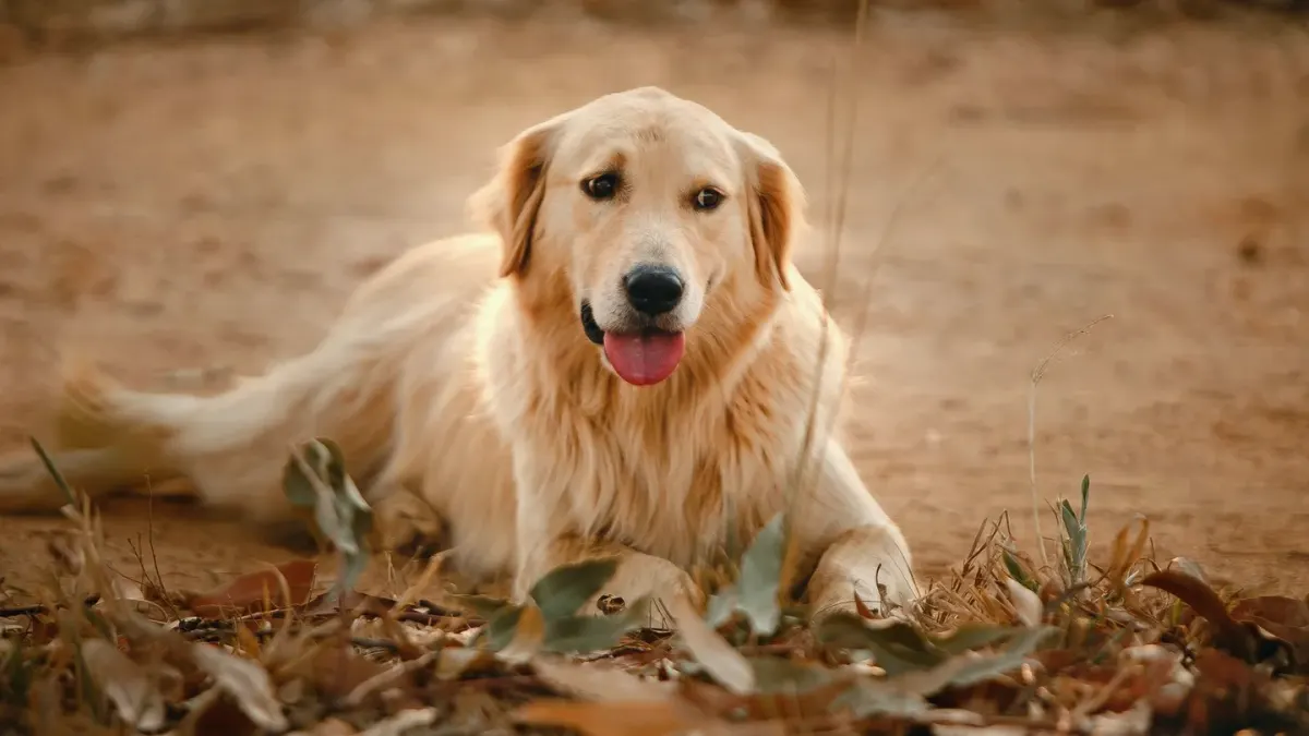 A graying senior golden retriever lying calmly on a porch in afternoon light