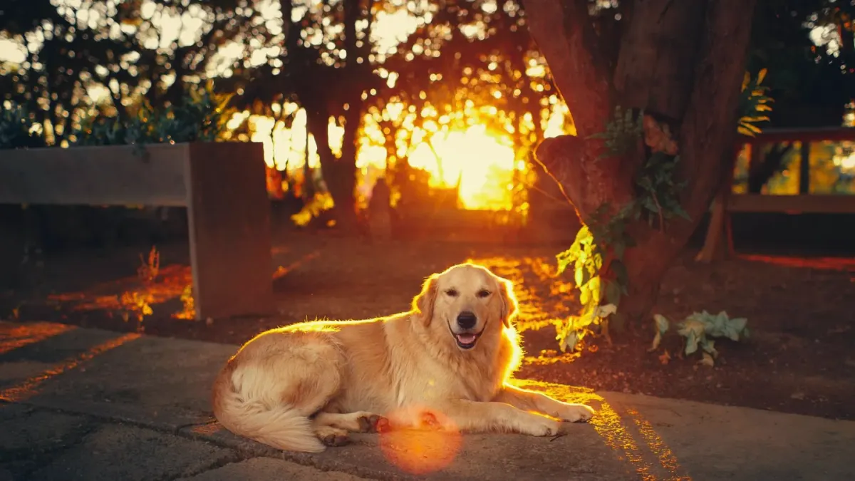 A graying senior golden retriever lying calmly on a porch