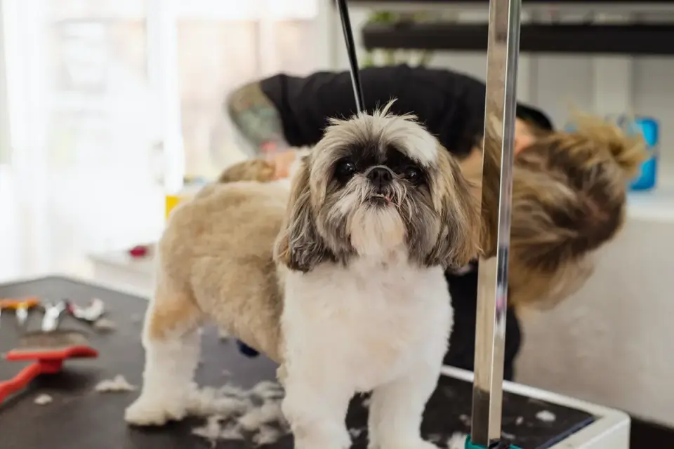 A groomer gently brushing a senior dog that appears tense on a grooming table