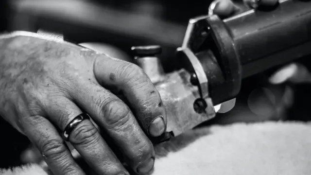A groomer's hand holding a dog's paw while trimming a black nail