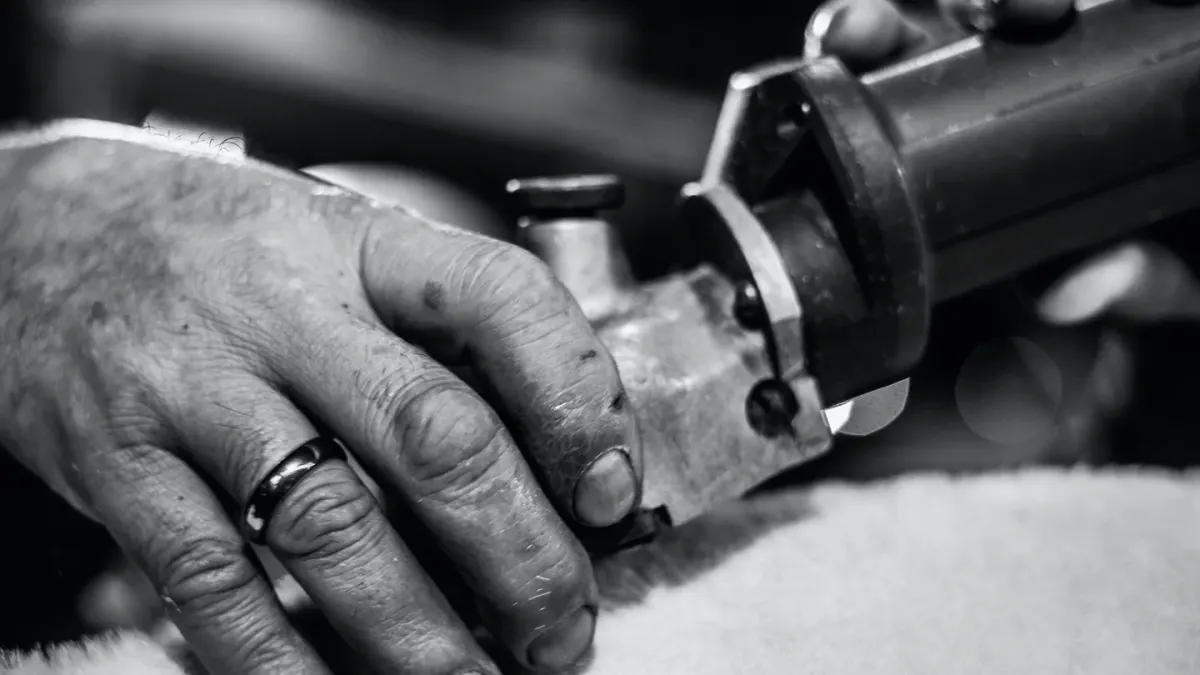 A groomer's hand holding a dog's paw while trimming a black nail