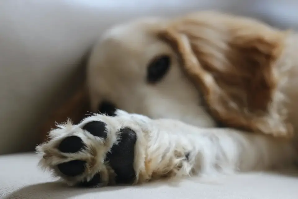 A hand gently parting a dog&#x27;s fur to check the skin underneath