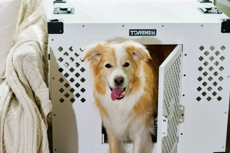 A hard-sided crash-rated dog crate secured for car travel
