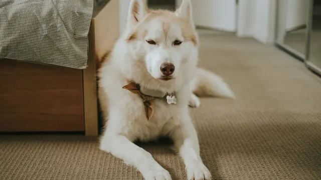 A husky lying on a shaded patio floor with its tongue out on a warm day