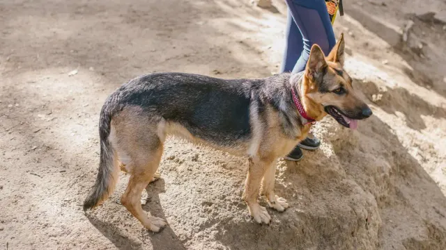 A leashed dog hiking alongside its owner on a dirt trail through the woods