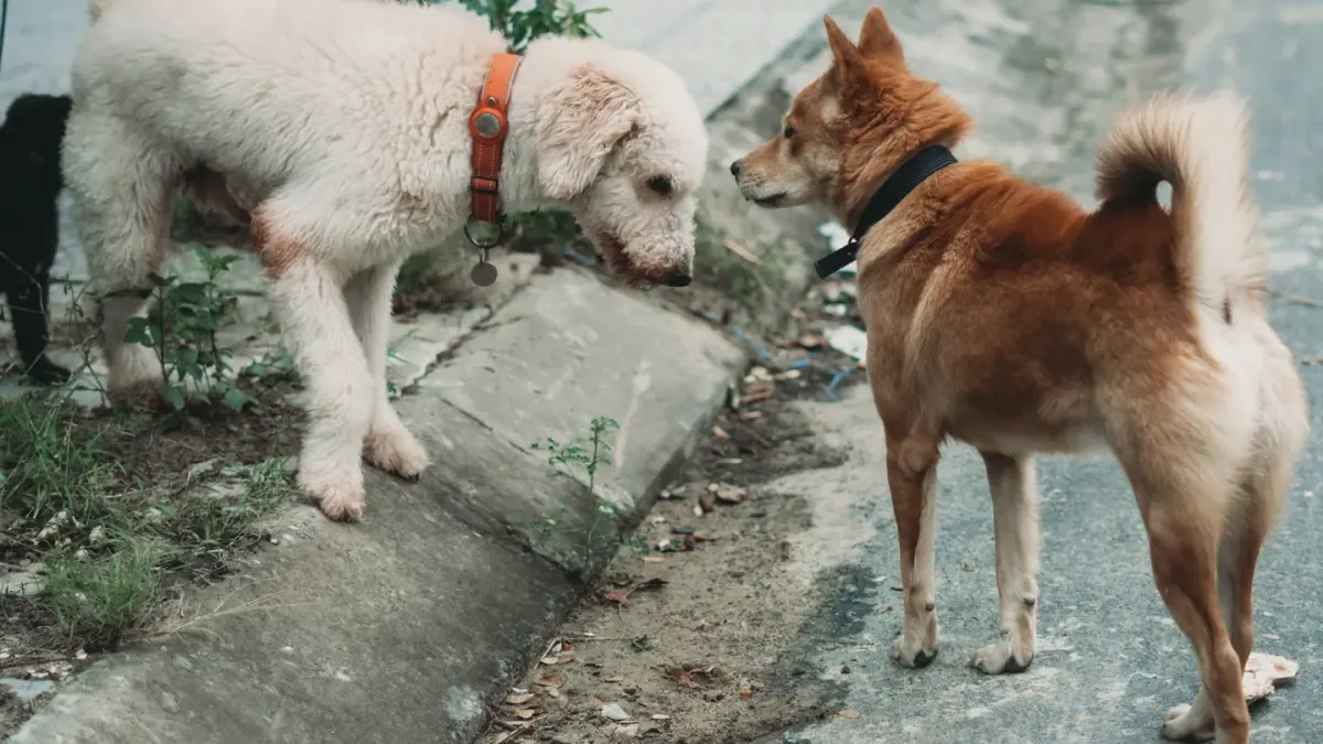 A leashed dog straining and barking at another dog passing on a sidewalk