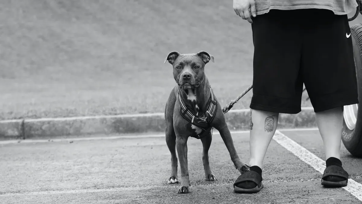 A leashed dog straining forward on a sidewalk toward another dog in the distance