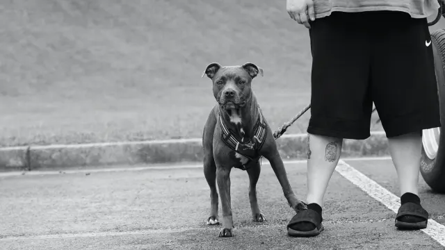 A leashed dog straining forward on a sidewalk toward another dog in the distance