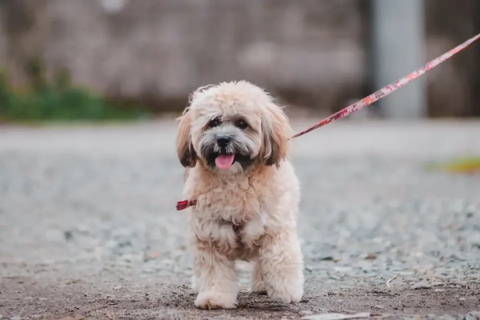 A Lhasa Apso standing alert on a leash, ears up and watching