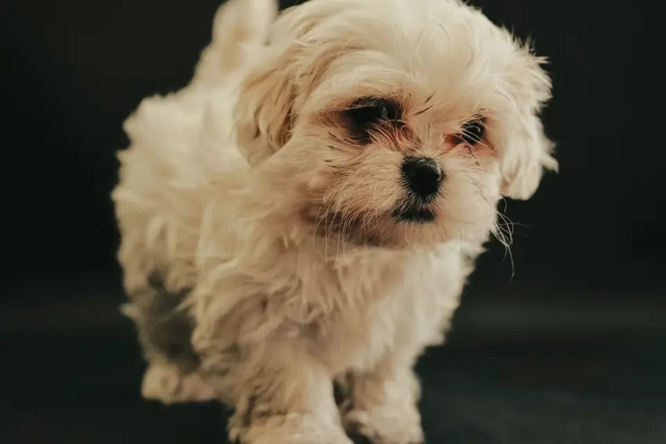A Maltese puppy being gently brushed on a towel
