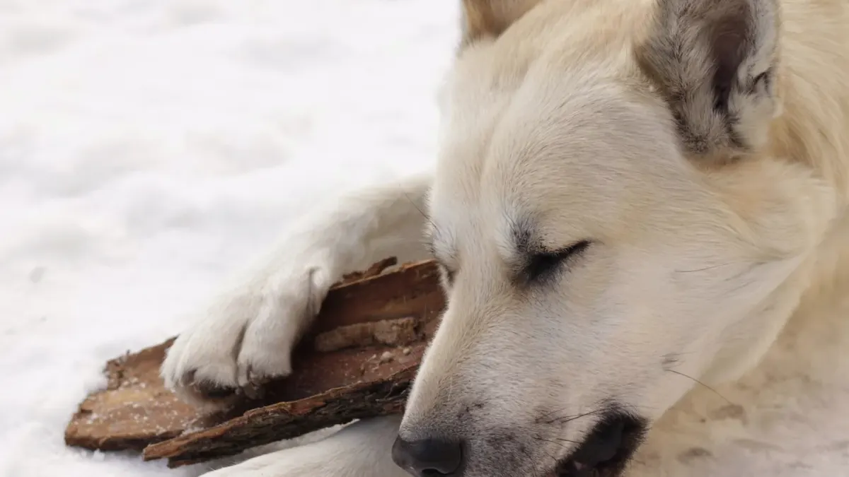 A medium-sized dog lying on a floor chewing a dental treat