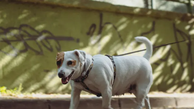 A medium-sized dog pulling forward hard against a leash on a sidewalk