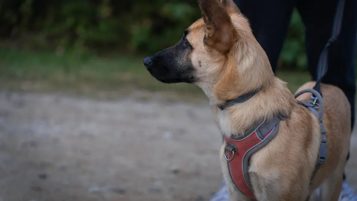 A medium-sized dog walking on a leash attached to a front-clip harness