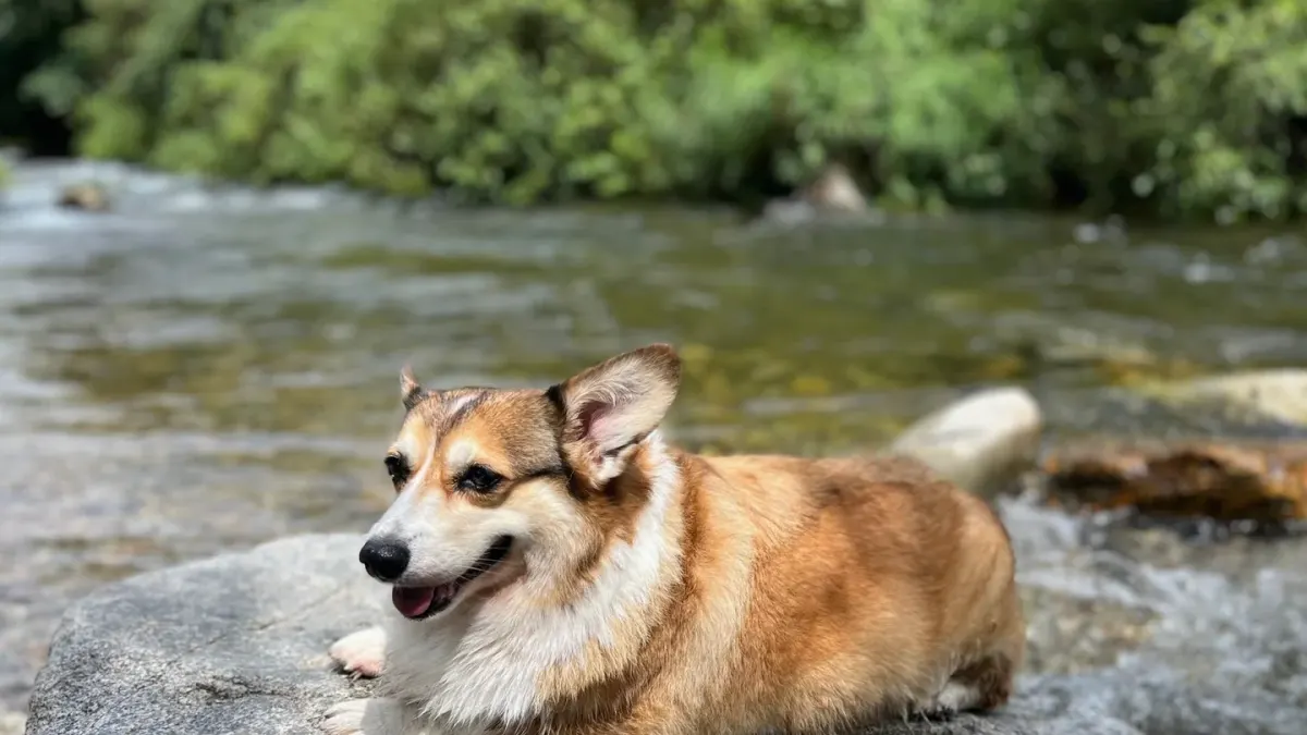 A Pembroke Welsh Corgi and a Cardigan Welsh Corgi standing side by side on grass