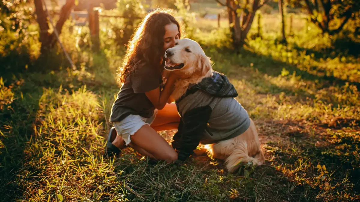 A person brushing a golden retriever's thick coat with a wire brush