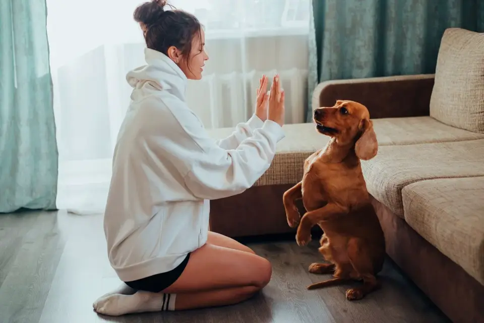 A person crouches to give a flat-palm stay signal to a dog indoors