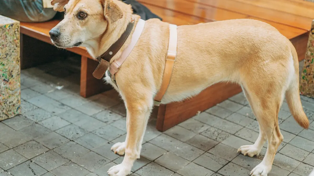 A person kneeling to adjust the chest strap on a dog's harness before a walk