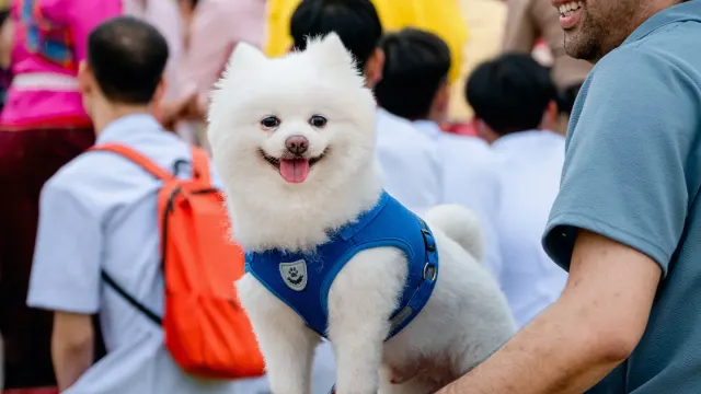 A person kneeling to fasten a step-in harness on a small dog standing on a rug