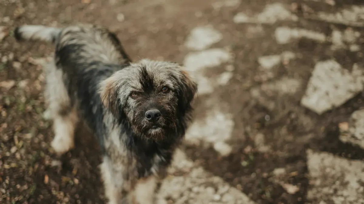 A person reaching out to pet a dog who looks tense and hesitant