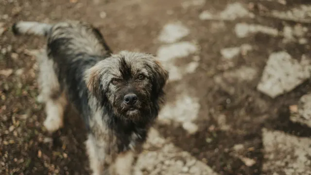 A person reaching out to pet a dog who looks tense and hesitant