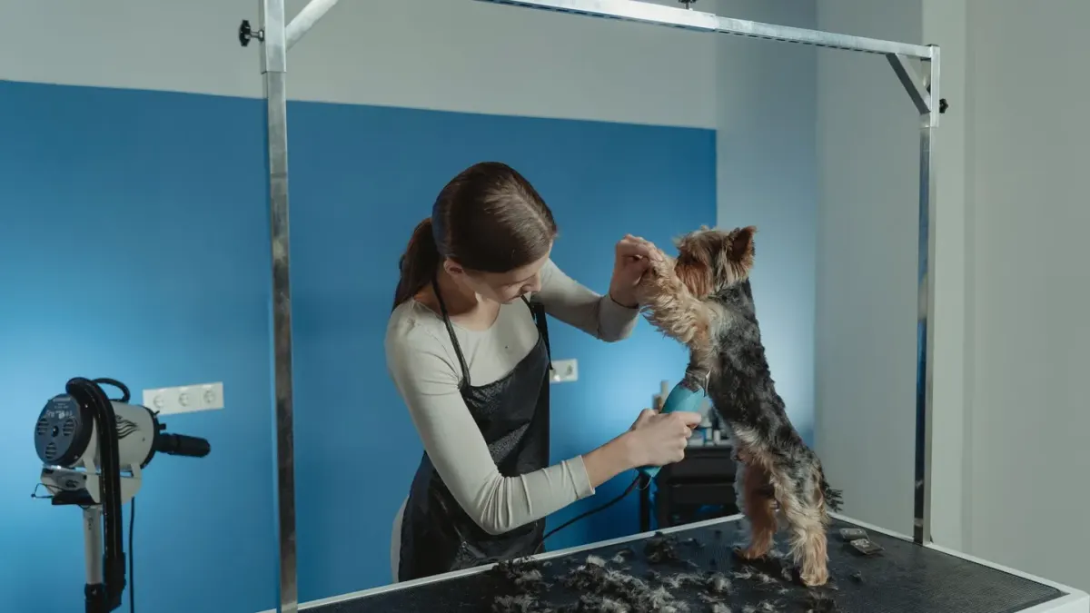 A person using electric clippers to trim a dog's coat at a home grooming table
