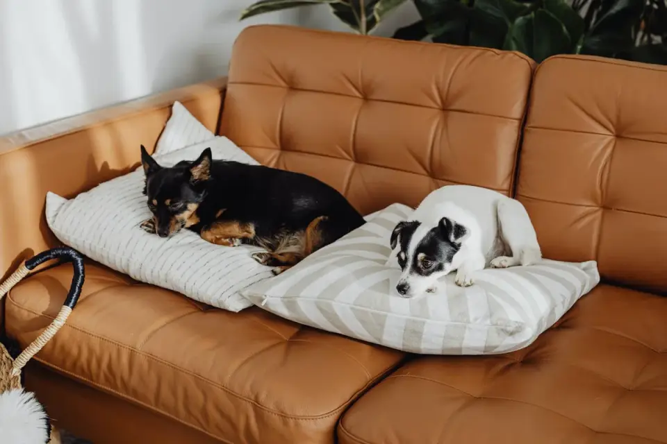 A person vacuuming a couch cushion while a dog watches from the floor