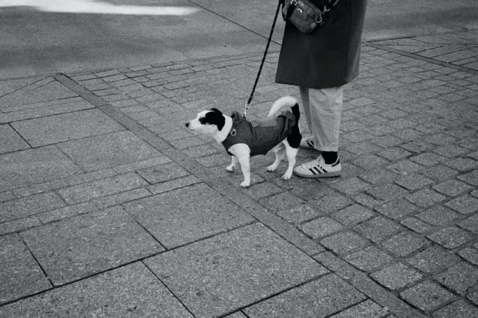 A person walking a dog on a short fixed leash along a city sidewalk